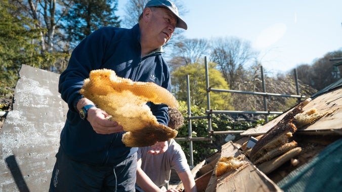 A man holds a piece of honey comb on the rooftop of Colby Gazebo during removal of a bee colony, Colby Woodland Garden, Pembrokeshire